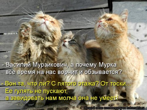 Лучшая котоматрица недели Лучшая котоматрица недели смешные картинки