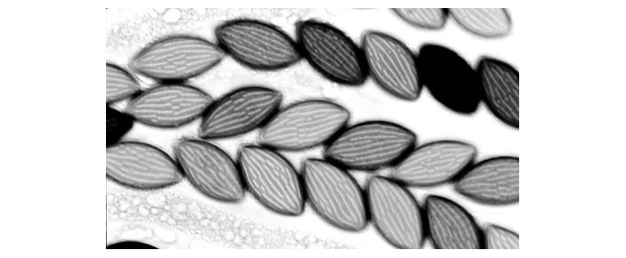 Рис. 3. Половые споры Neurospora crassa