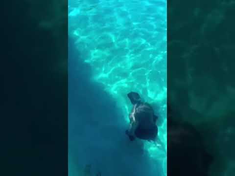 Опубликовано новое видео тренировки Джейлена Брауна под водой