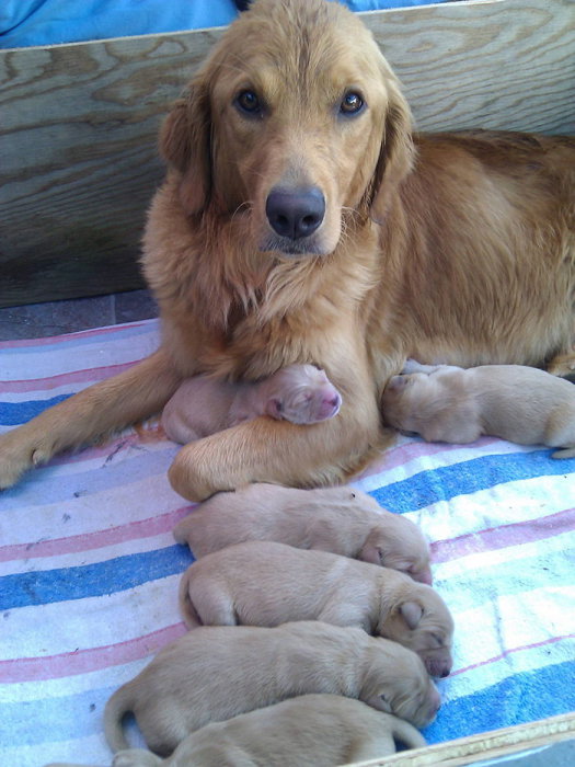 Счастливая мама с новорождёнными щенками.