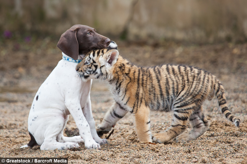 tiger-cub-puppy-friendship-6