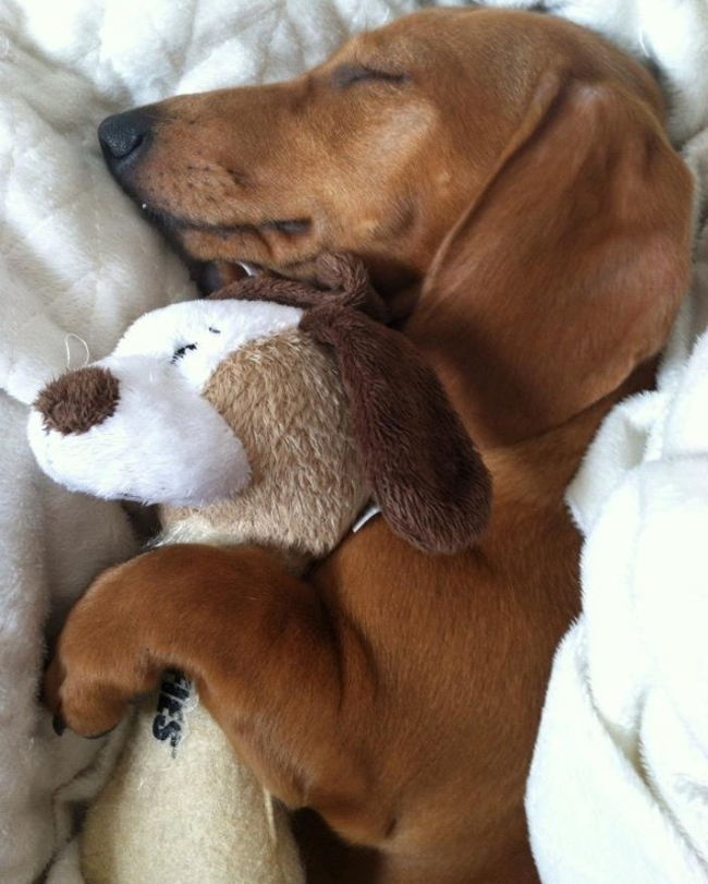 Милые животные и мягкие игрушки 