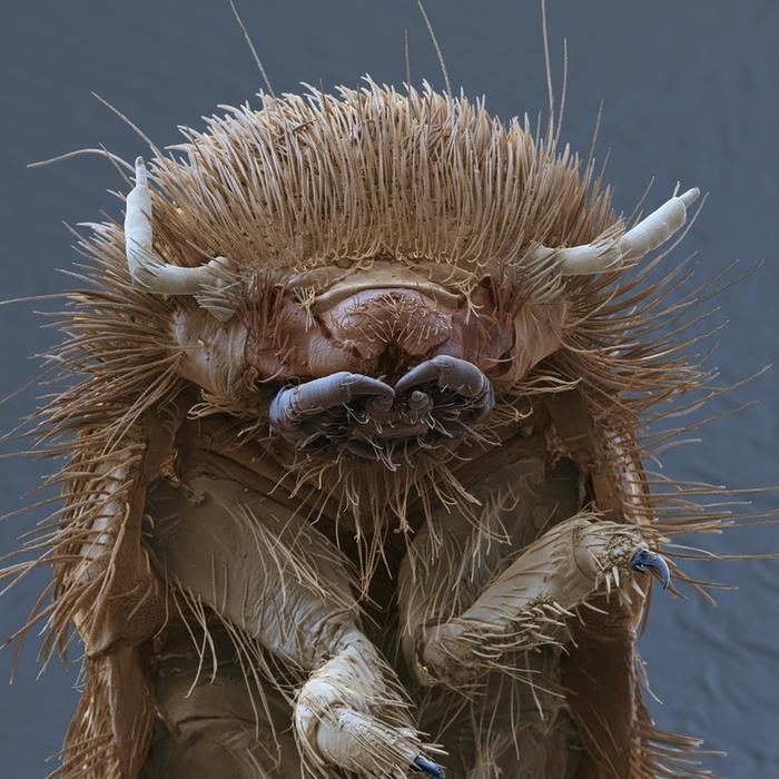 Одно из этих 7 мерзких существ прямо сейчас смотрит на тебя интересное,микроскоп,насекомые,фотография