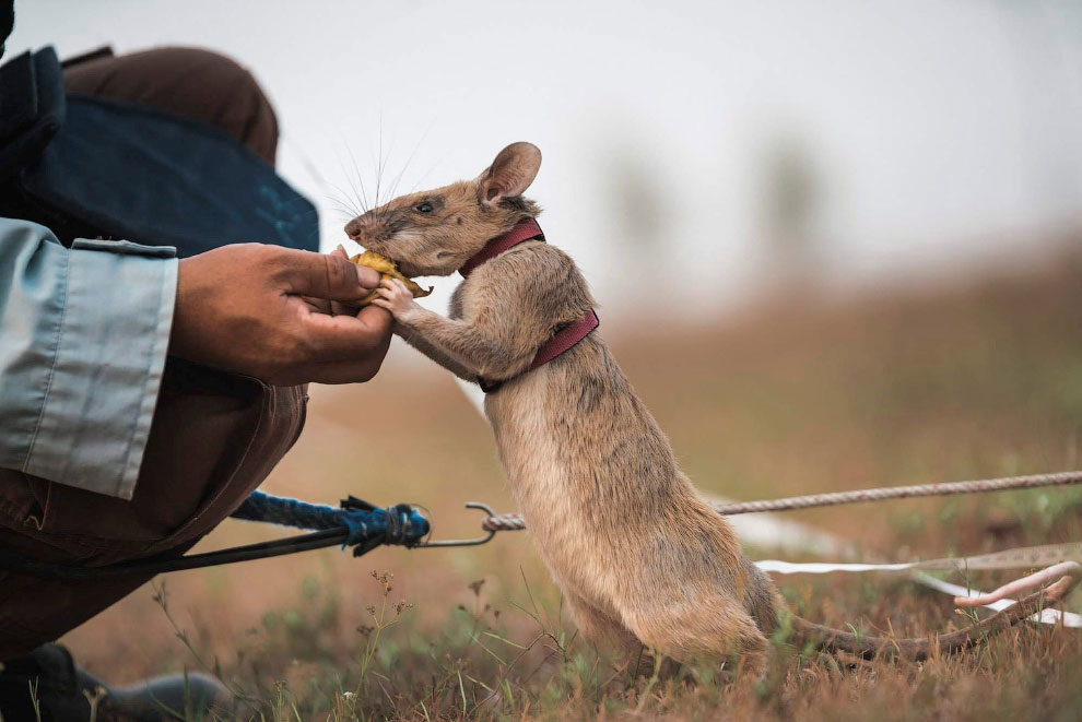 CAMBODIA-LANDMINES/RAT