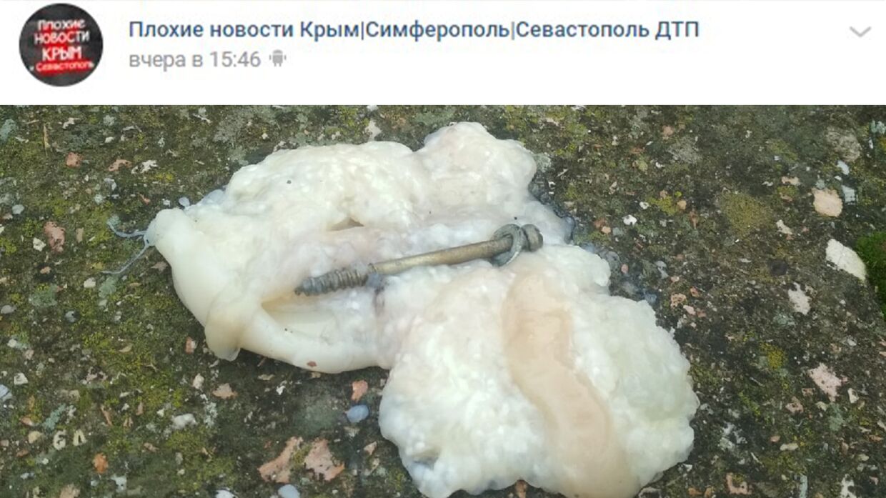 Страшные ловушки для бездомных животных нашли в Севастополе