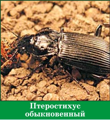 Птеростихус обыкновенный птеростихус обыкновенный