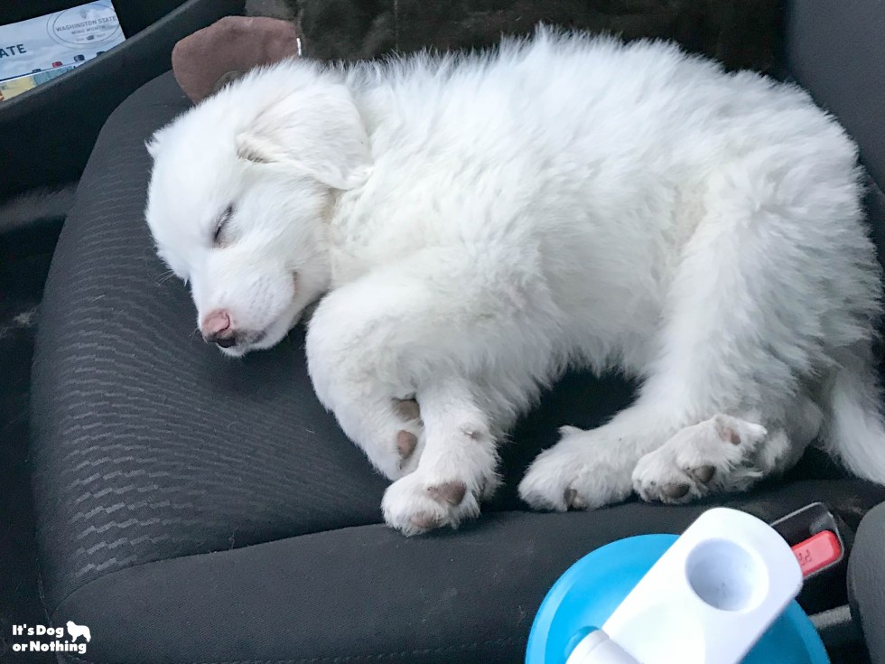 Kiska, our Great Pyrenees puppy, at 8 weeks.