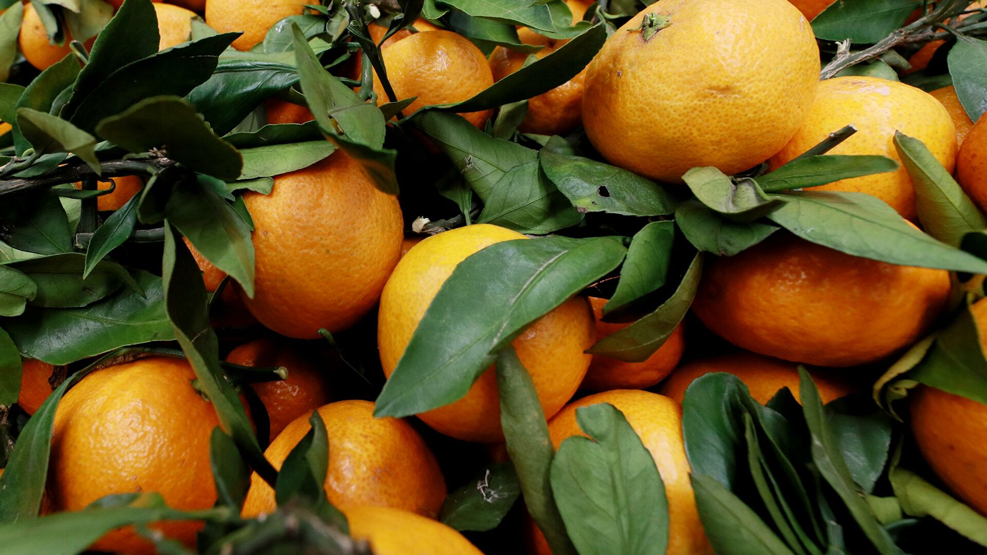 Эксперты рассказали о сезонном росте цен на мандарины в России
