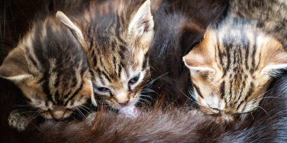 Как определить возраст кошки или собаки могут, возраст, челюсти, собак, зубов, кошек, резцы, собаки, начинают, определить, затем, породы, которые, жизни, котёнок, резцов, можно, стираются, верхней, более