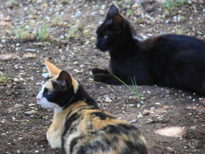 Об эволюционных корнях кошачьего высокомерия