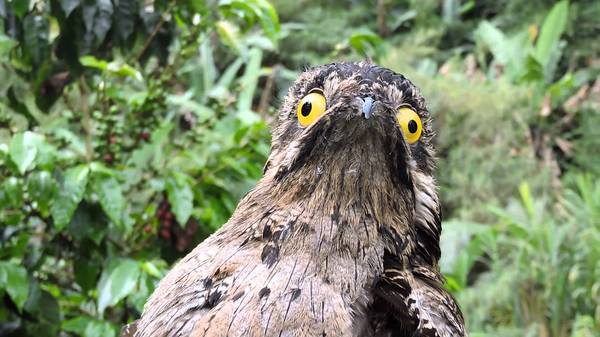 Венесуэльские птички поту — очень забавные пернатые