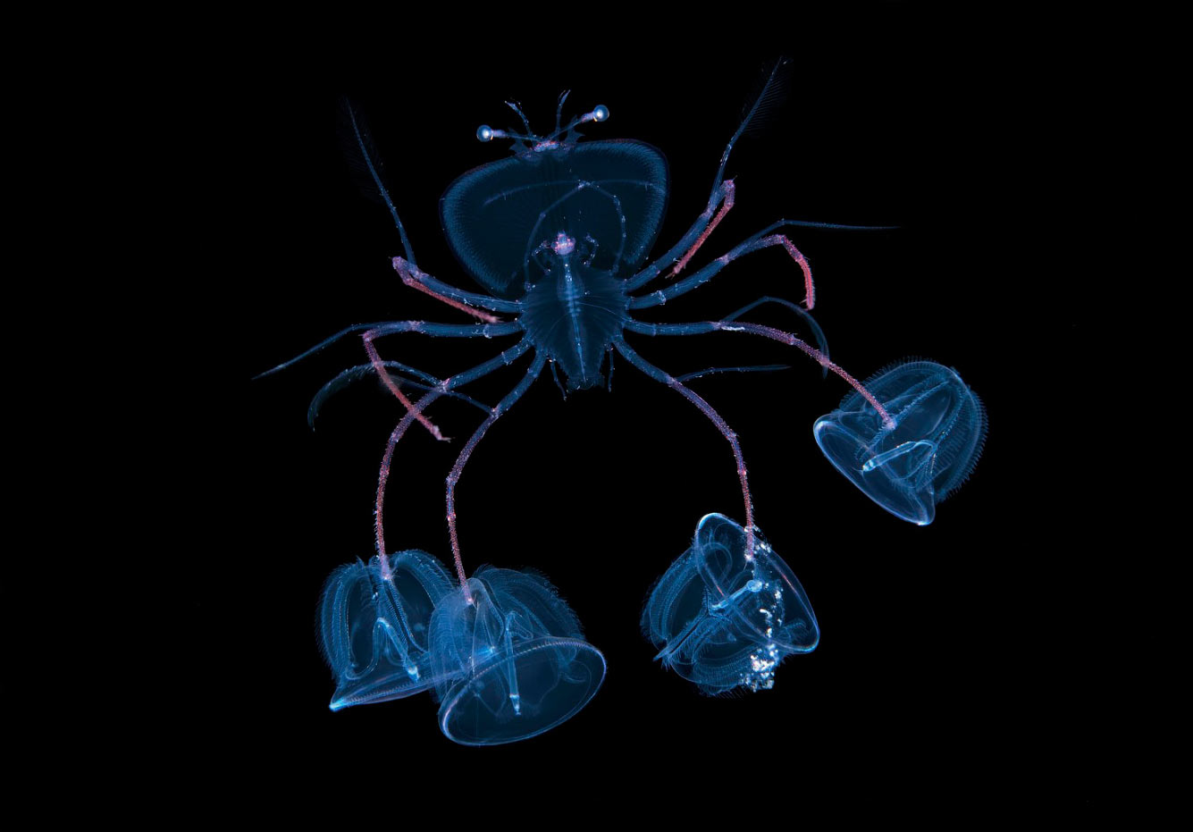 Конкурс подводной фотографии Ocean Art 2021 животные,природа,Путешествия,фото