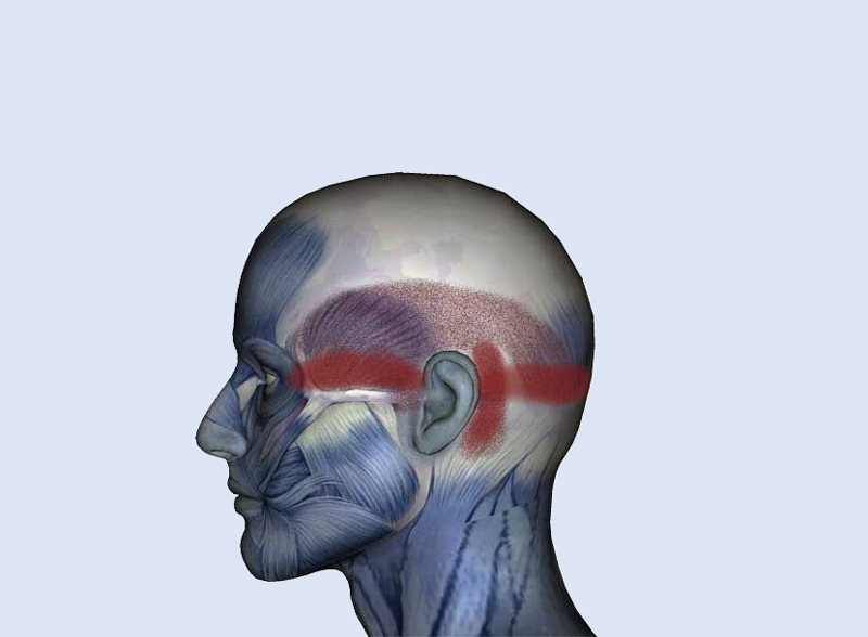 Причины боли у основания черепа. Боль в затылке у основания черепа. Боль в затылке справа у основания черепа. Напряжены мышцы у основания черепа.