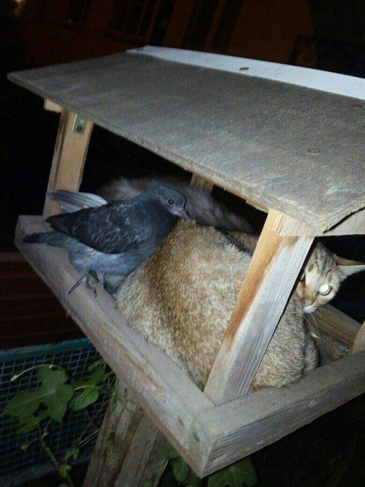 Странное, необычное и смешное... девушки