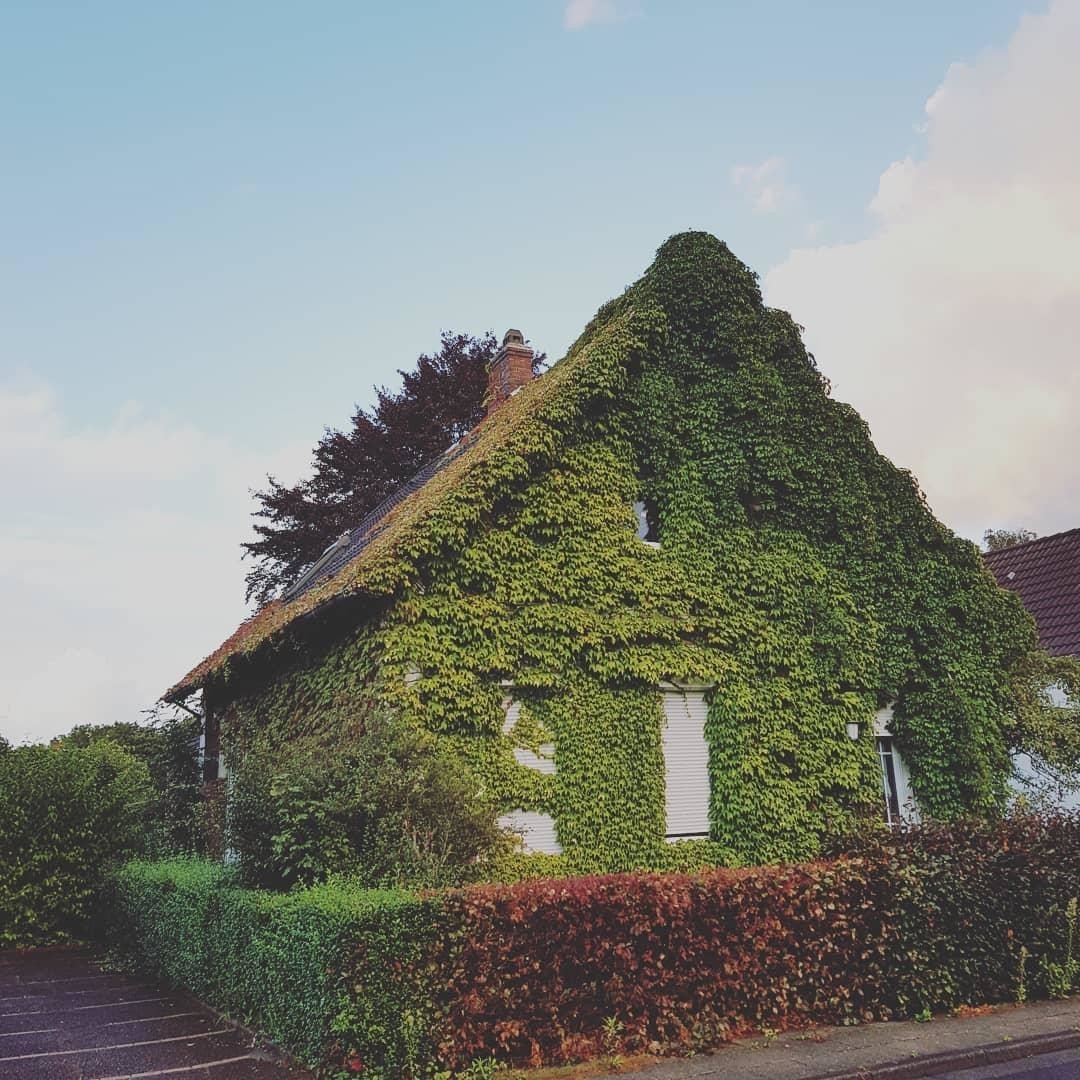 Вот так засосало... О домах, поглощённых плющом 