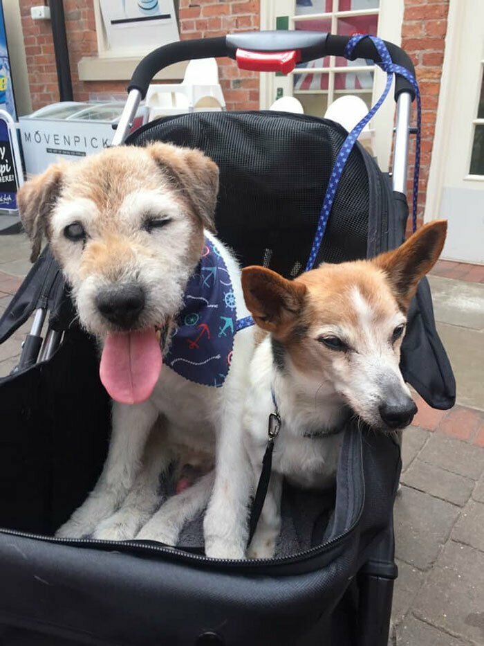 Хоспис для брошенных собак: медсестра даже на пенсии нашла способ помогать нуждающимся 