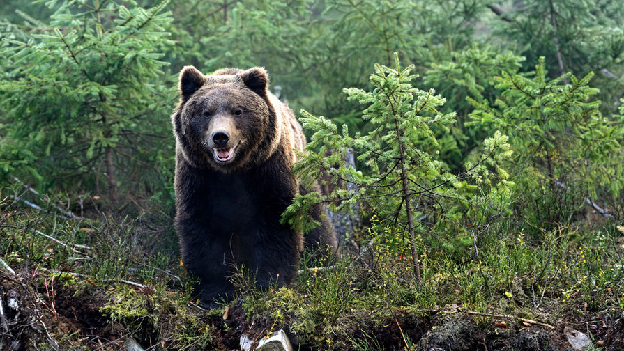 В Междуреченске медведи стали выпрашивать у всех водителей вкусную еду