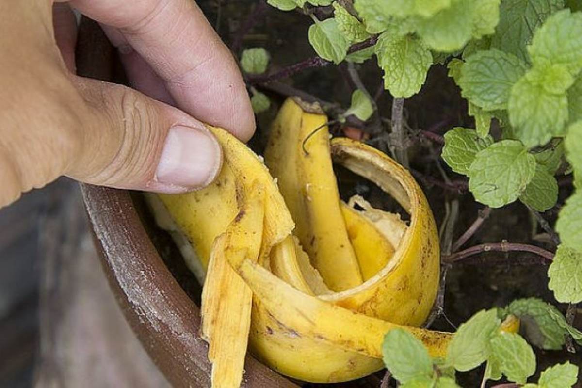 Поливка банановой кожурой. Удобрение из банановой кожуры для комнатных растений. Удобрение из банановых шкурок для комнатных цветов. Удобрение из кожуры банана для комнатных. Удобрения из кожуры банана для комнатных цветов.