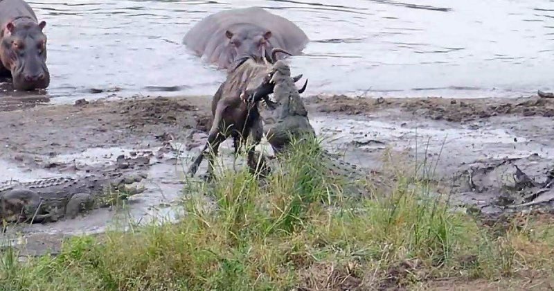Бегемоты спасли антилопу гну от двух крокодилов бегемот, видео, гиппопотам, гну, дикая природа, дикие животные, животные, крокодил