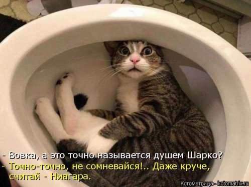 Лучшая котоматрица недели Лучшая котоматрица недели смешные картинки
