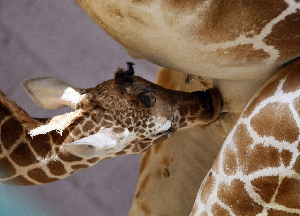 Детёныши и их мамы Детёныши и их мамы животные,интересное,позитив