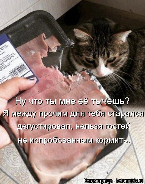 Лучшая котоматрица недели  