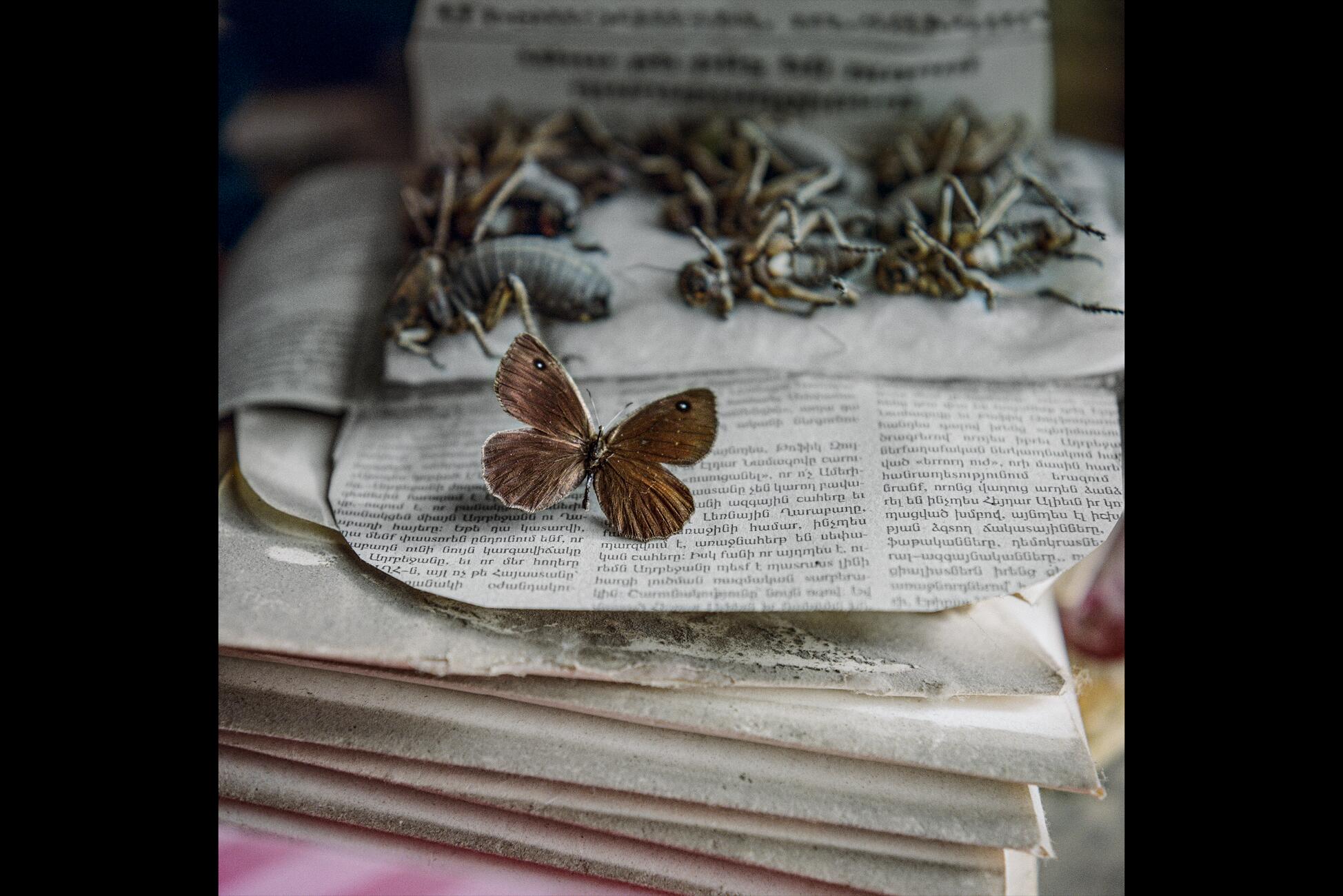 Фотография маленького таксидермированного мотылька с распростертыми крыльями на клочке газеты, за которым скрывается множество других таксидермированных насекомых