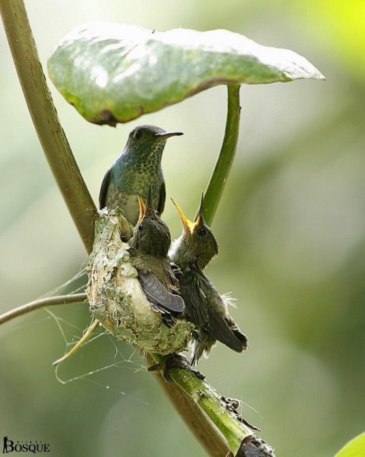 Сообразительная колибри построила гнездо под крышей из листьев природа,Путешествия,фото