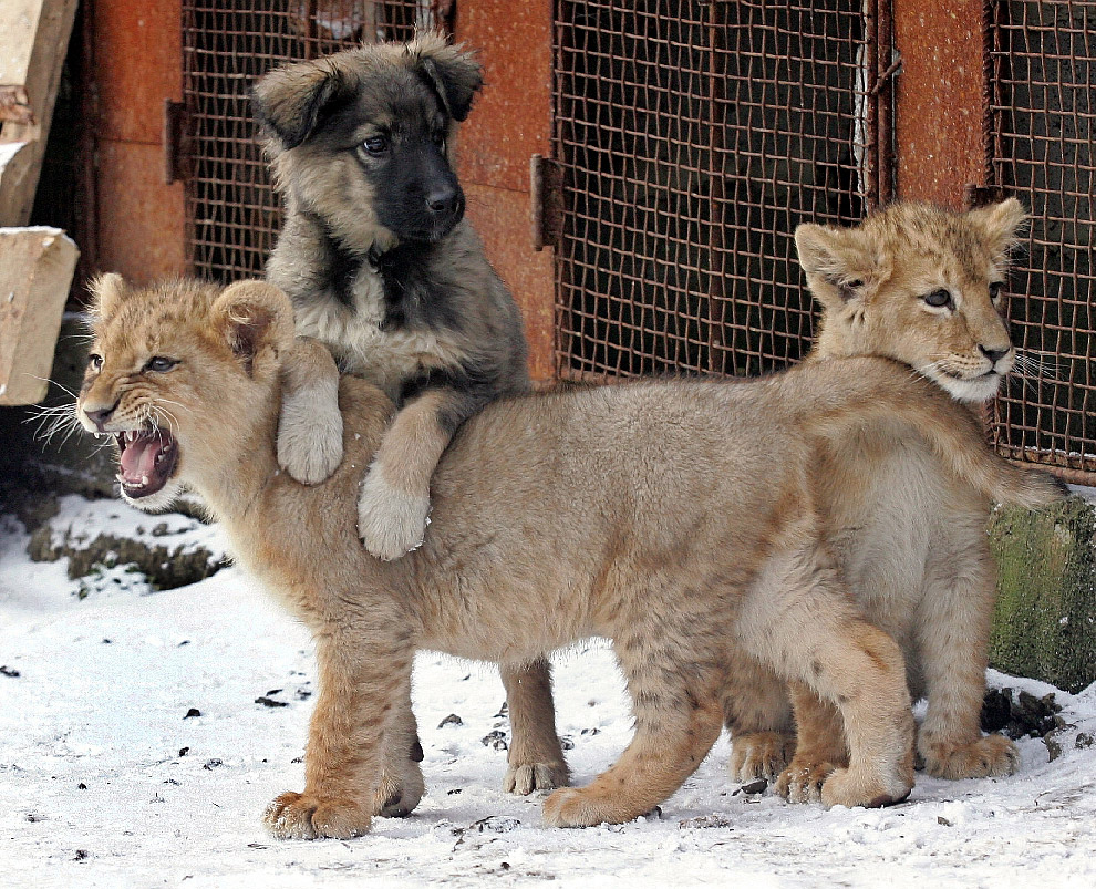 Два львенка и собака во дворе дома в Харькове