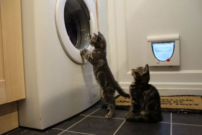 Стиральные машины созданы именно для котов анекдоты,демотиваторы,Смешные животные,юмор