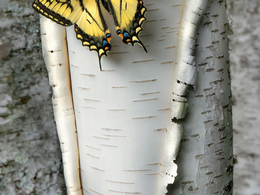 swallowtail-minnesota-spring_94607_990x742