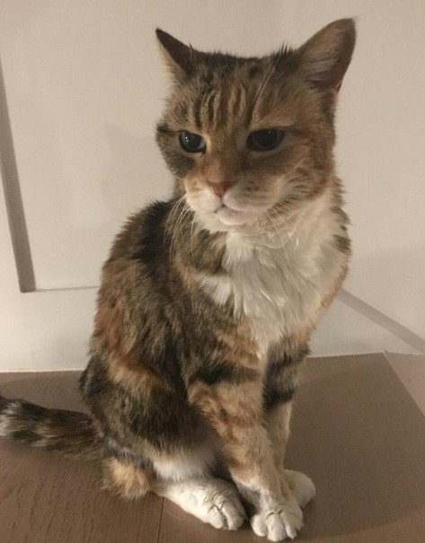 Как выглядят коты, когда стареют картинки,супер