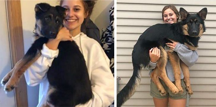 Любителям собакенов: большие собаки созданы для людей с огромным сердцем 