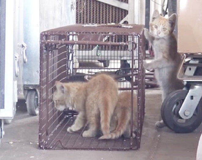 Котята возле клетки