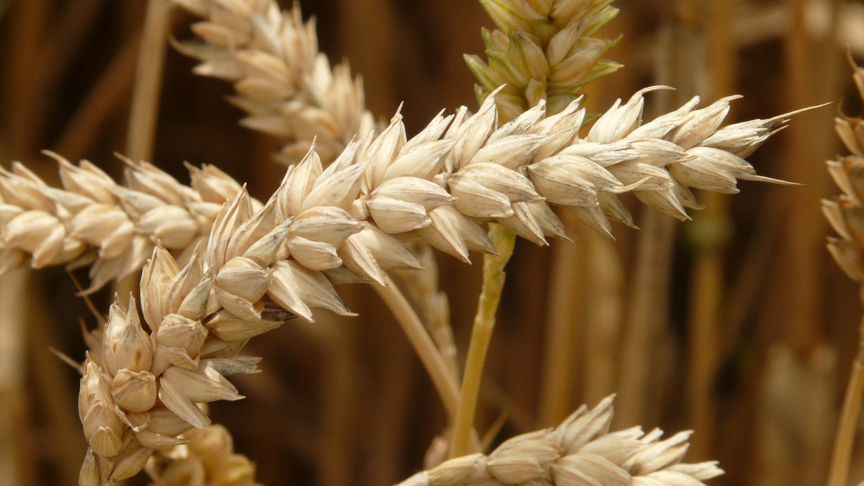 Пшеничные отруби способны улучшить здоровье кишечника Общество