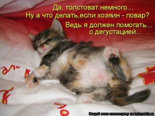 Новая котоматрица 