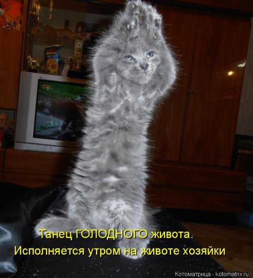 Лучшая котоматрица недели Лучшая котоматрица недели смешные картинки