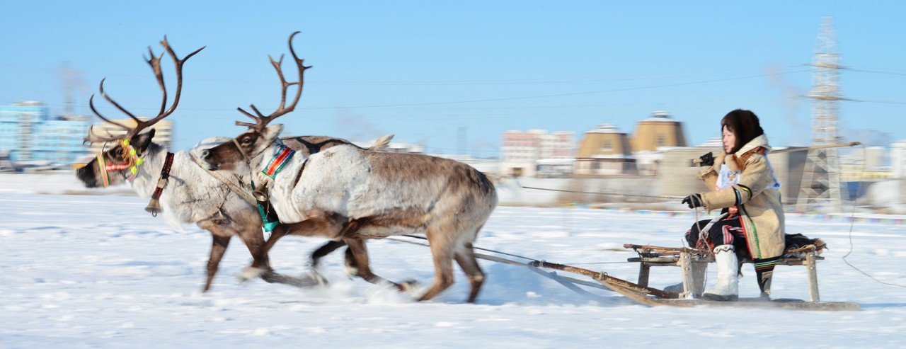 Кусочек красивой зимы с оленями Кусочек красивой зимы с оленями