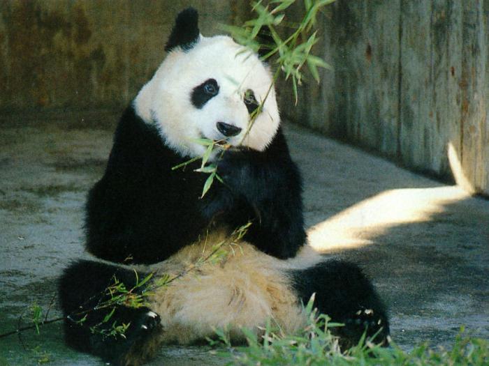 Большая панда из Красной книги: фото, описание