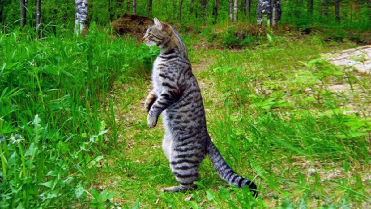 Следы на асфальте