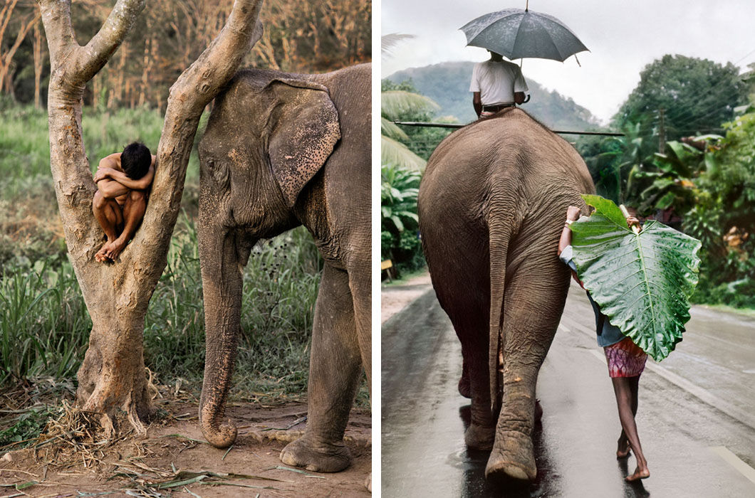 Отношения человека и слона в фотографиях