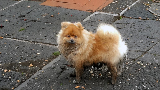 Купидон по имени Бублик