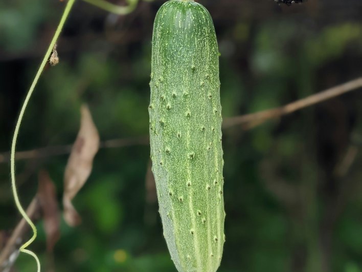 огурцы огурцы