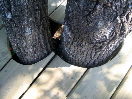 Как построить домик на дереве Как построить домик на дереве сделай сам