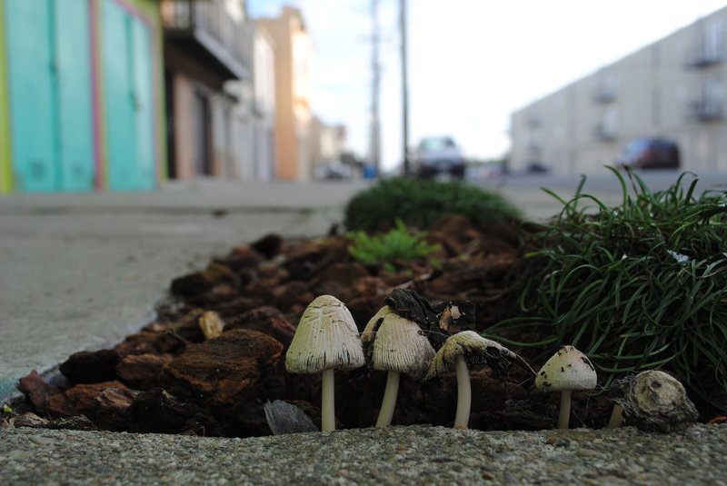 Грибы на улицах наших городов (настоящие) виды, город, грибы, красиво, природа, эстетика