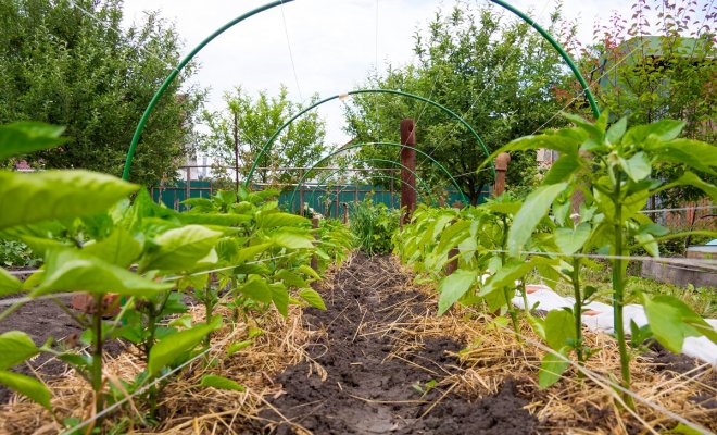 Выращивание перца на соломе – секреты хорошего урожая огород,перец