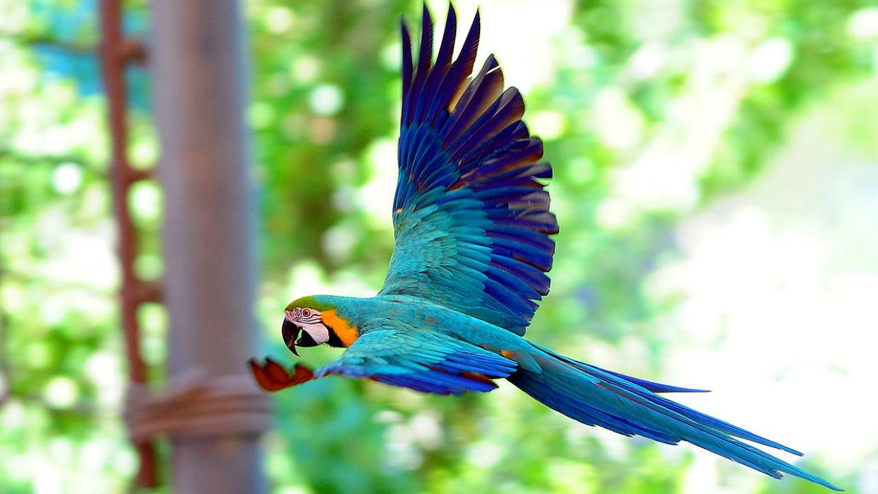 Попугаю в ЮАР восстановили клюв при помощи 3D-печати