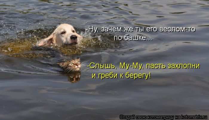 Кошарики :) Кошарики :)