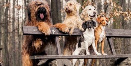 Могут ли собаки выжить на земле без людей: ученые дали ответ и назвали породы, которые вымрут.