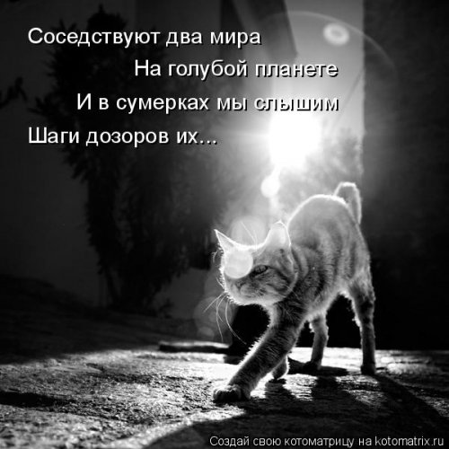 Лучшая котоматрица недели Лучшая котоматрица недели позитив,смешные картинки,юмор